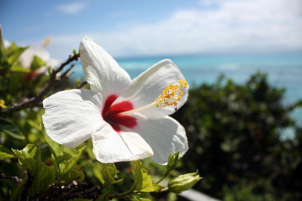 Surf Side Beach Club Mount Pleasant Bagian luar foto